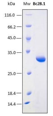 SDS-PAGE analysis of 3 μL of recombinant Bc28.1. Purity is > 95% as determined by gel electrophoresis.